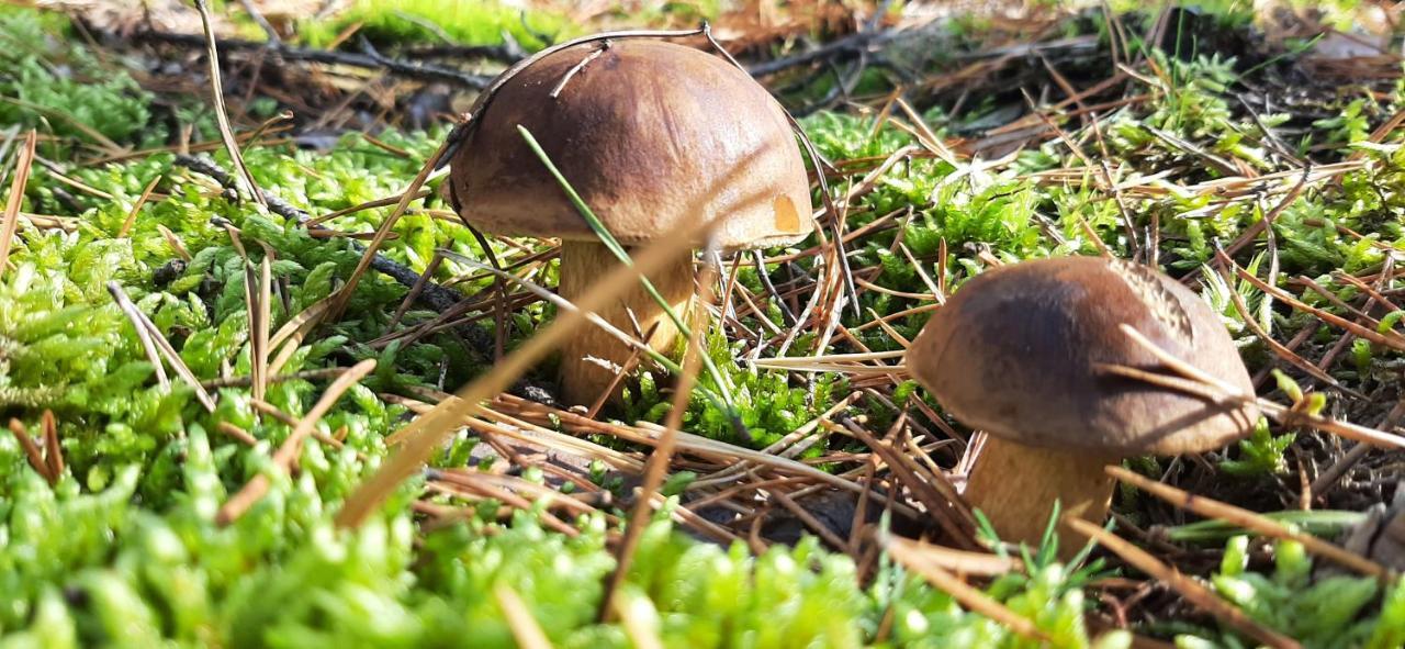 Domek Borsk Nad Samym Jeziorem Dış mekan fotoğraf